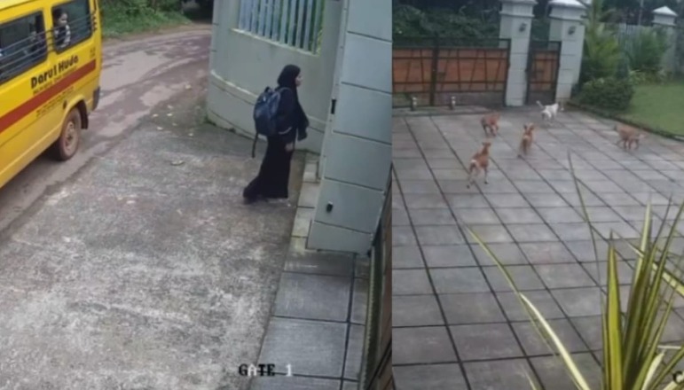 കോഴിക്കോട് വിദ്യാര്ത്ഥിനിക്ക് നേരെ പാഞ്ഞടുത്ത് തെരുവ് നായകള്; രക്ഷപ്പെട്ടത് തലനാരിഴയ്ക്ക്