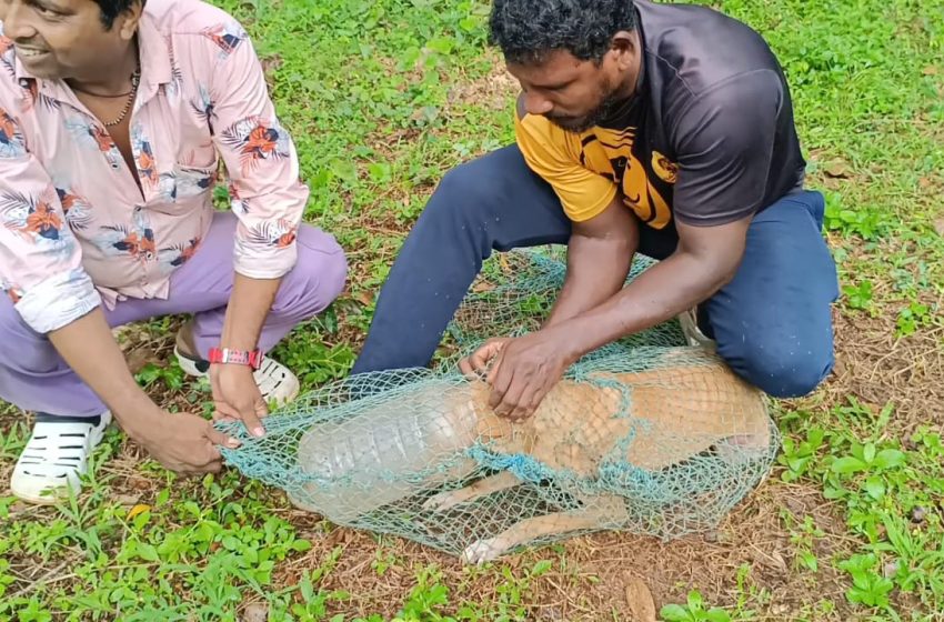  തെരുവ് നായയുടെ മുഖം പ്ലാസ്റ്റിക് ടിന്നിൽ കുടുങ്ങി ; രക്ഷകരായി റെസ്ക്യൂ ടീം അംഗവും നാട്ടുകാരും
