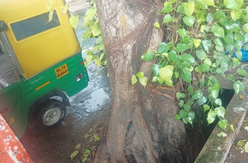  അത്താണി പാതയോരത്തെ ആൽമരവേര് ഓടയിലെ വെള്ളൊഴുക്കിന് തടസ്സം; ദുരിതത്തിൽ പ്രദേശവാസികൾ